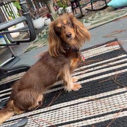 Dachshund All Grown Up from Vorhies Family Dachshunds