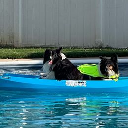 Rascal - Shetland Sheepdog