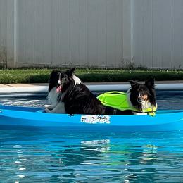 Rascal - Shetland Sheepdog