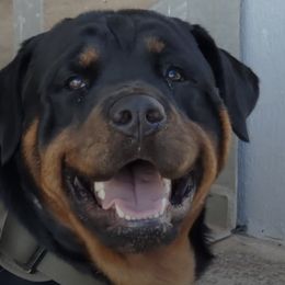 Rottweilers from Sunrise City Rottweilers