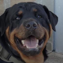 Rottweilers from Sunrise City Rottweilers