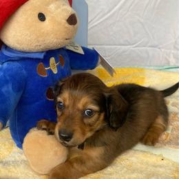 SAJA Boy - Black and tan male Dachshund puppy in Elizabethtown, Kentucky from Teeny Tiny Puppy Tails