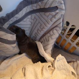 Girl 3 - Chocolate female Labrador Retriever puppy in Dartmouth, Massachusetts from Dolce Amore Labradors