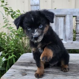 Moonshine - Blue merle male Miniature Australian Shepherd puppy in Paris, Texas from Blue Envy Mini Aussies