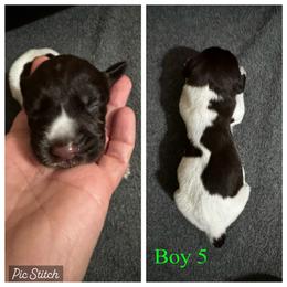 Jorah - Liver and white male German Wirehaired Pointer puppy in Kentucky from Triple Springs Farm