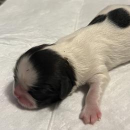 Cookie - Black and white female Shih Tzu puppy in Winston Salem, North Carolina from Jay&Ray Shih Tzu’s