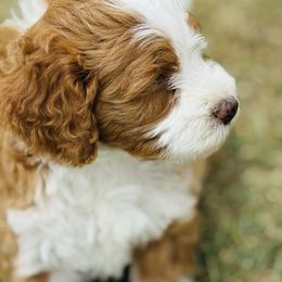 Crockett - Red male Bernedoodle puppy in Saint Francis, Kansas from Land of Oz Doodles