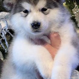 Alaskan Malamute Puppies from Windchaser Kennels