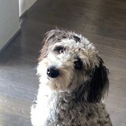Aussiedoodle and Poodle Puppies from Socal Aussiedoodles