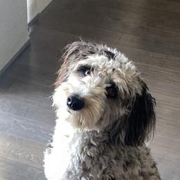 Aussiedoodle and Poodle Puppies from Socal Aussiedoodles