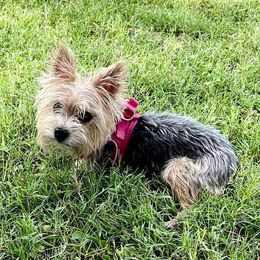 Sadie - Yorkshire Terrier