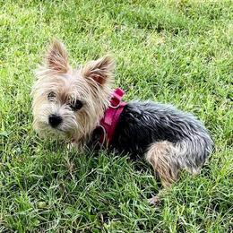 Sadie - Yorkshire Terrier