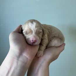 Clover - Red  male Goldendoodle puppy in Calera, Alabama from Red Mountain Minis