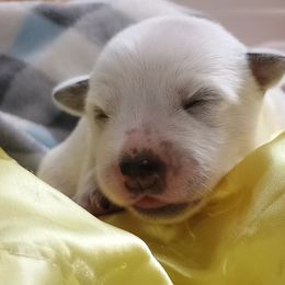 Charlie - Blue mottled male Australian Cattle Dog puppy in Fife Lake, Michigan from Kurczak Farm LLC