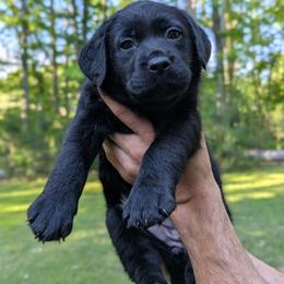 Juniper - Black female Labrador Retriever puppy in Lithonia, Georgia from Marmolejos Labs