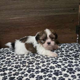 Boy 1 - Gold and white male Shih Tzu puppy in Meadows Of Dan, Virginia from Walt’s Shih Tzus