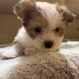 Pheobe - White and tan female Morkie puppy in Spanaway, Washington from Sabrina's Morkie Poo’s