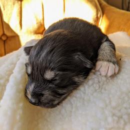 Pomsky Puppies from KP Pomskies LLC