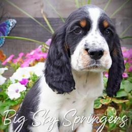 Boy 1 - Black white and tan male English Springer Spaniel puppy in Great Falls, Montana from Big Sky Springers