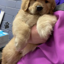 Golden Retriever Puppies from ERSA Acres Golden Retreivers