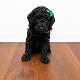 Leela - Black female Poodle puppy in Nacogdoches, Texas from Nacadoodles
