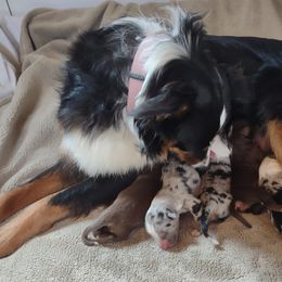 Miniature Australian Shepherds from Sunny Ray's Dog Farm