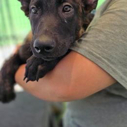 Pinky - Yellow female Dutch Shepherd puppy in Sherman Oaks, California from Elite K9 Group
