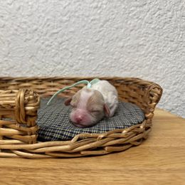 Ms. Mint - Blenheim female Cavalier King Charles Spaniel puppy in Port Richey, Florida from Sunshine State Cavaliers