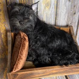 Yankie - Black and tan male Yorkshire Terrier puppy in Tulsa, Oklahoma from Conns Cuddly Canines