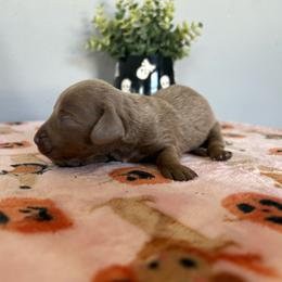 Chum - Fawn (isabella) and tan male Dachshund puppy in Temecula, California from Naomi Magee's Dachshund Kennel