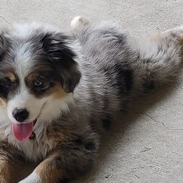 Miniature Australian Shepherds from Double Acre Aussies