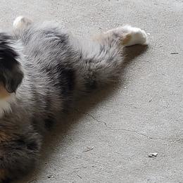 Miniature Australian Shepherds from Double Acre Aussies