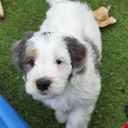 Toffee - Blue merle male Bernedoodle puppy in Mc Gaheysville, Virginia from Doting Doodles