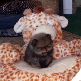 Kayra Pomeranians breeder of Pomeranian