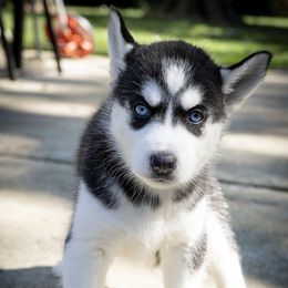 Siberian Husky Puppies from Lovi’s Fur Babies LLC