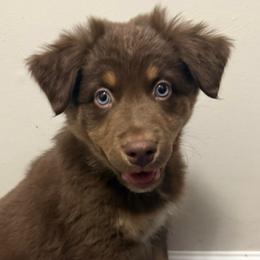 Aurora - Red tri-color female Australian Shepherd puppy in East Hartford, Connecticut from CT Aussies