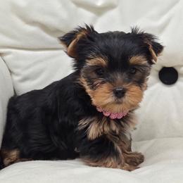 Izzy - Blue and gold female Yorkshire Terrier puppy in Monticello, Iowa from Ashley’s Puppies