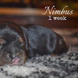 Nimbus - Black and tan male Cocker Spaniel puppy in Myerstown, Pennsylvania from The Cocker Cingdom