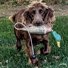 River - English Cocker Spaniel