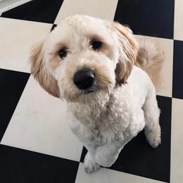 Goldendoodle All Grown Up from Doodles of NC