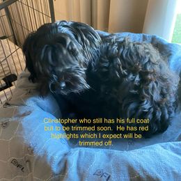 Christopher - Havanese