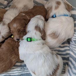 Goldendoodles from Country Walk Doodles