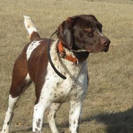 German Shorthaired Pointers from RFP Pointers German Shorthaired Pointers