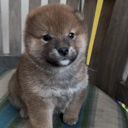 Vincent - Red white and sable male Papillon puppy in San Diego County, California from Mishmo's Shibas and Papillons