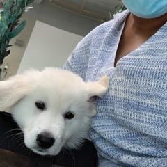 Berger Blanc Suisse Puppies from Absolute Dream White Swiss Shepherds