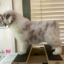 Cinder - Red merle female Australian Shepherd puppy in Murrayville, Georgia from Mountain Ridge Aussies