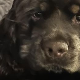 Cocker Spaniels from JK’s Cocker Spaniels