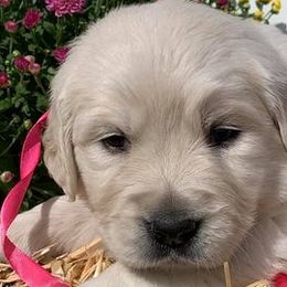 Golden Retrievers from Henne Goldens