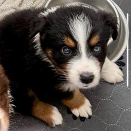 Willow - Black tri female Miniature Australian Shepherd puppy in Midway, Texas from L Bar W Aussie Ranch