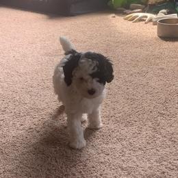 Jade - Parti female Poodle puppy in Haddam, Kansas from Golden B Acres